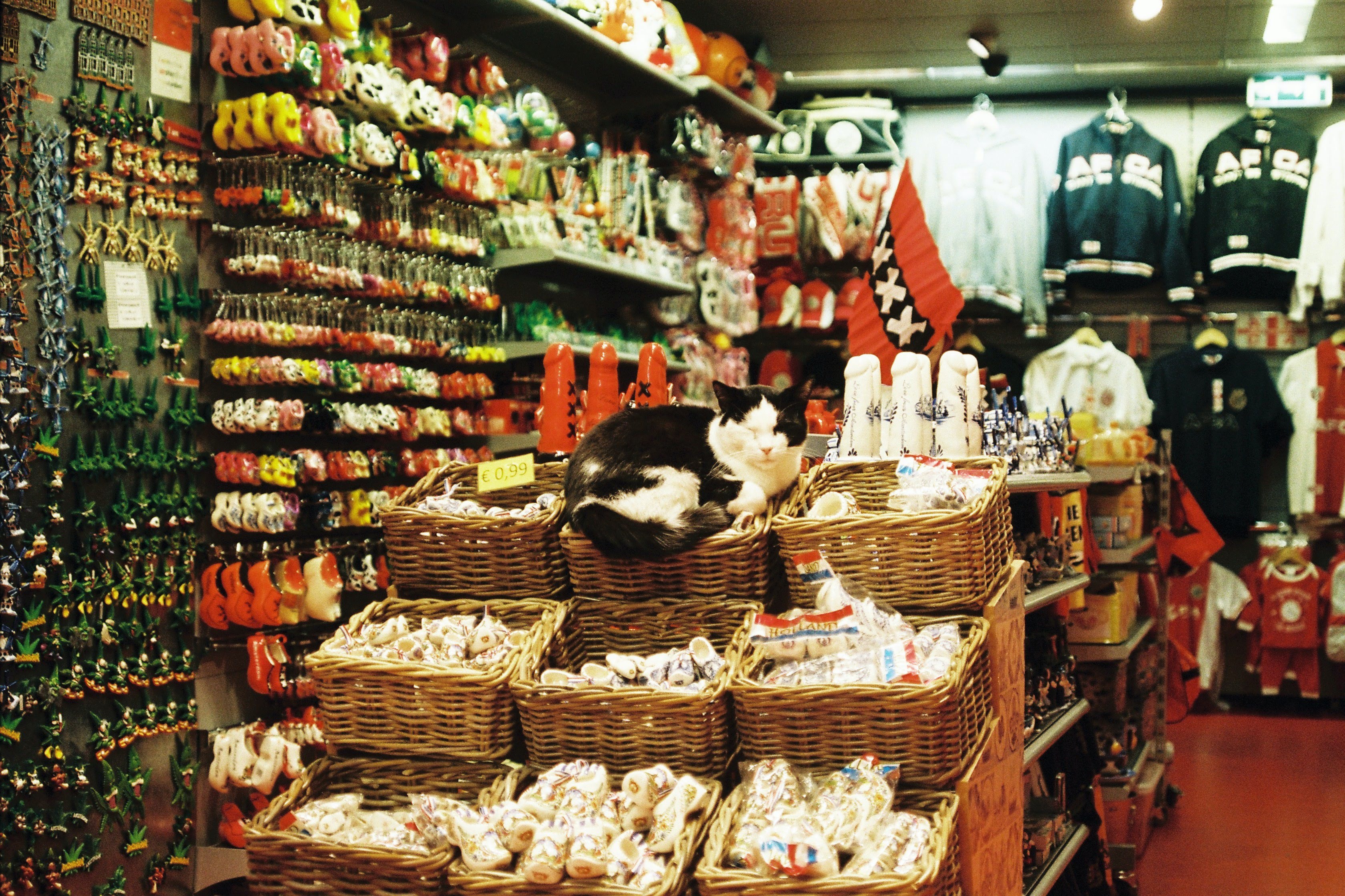 如何在海外開設一家成功的寵物用品店？
